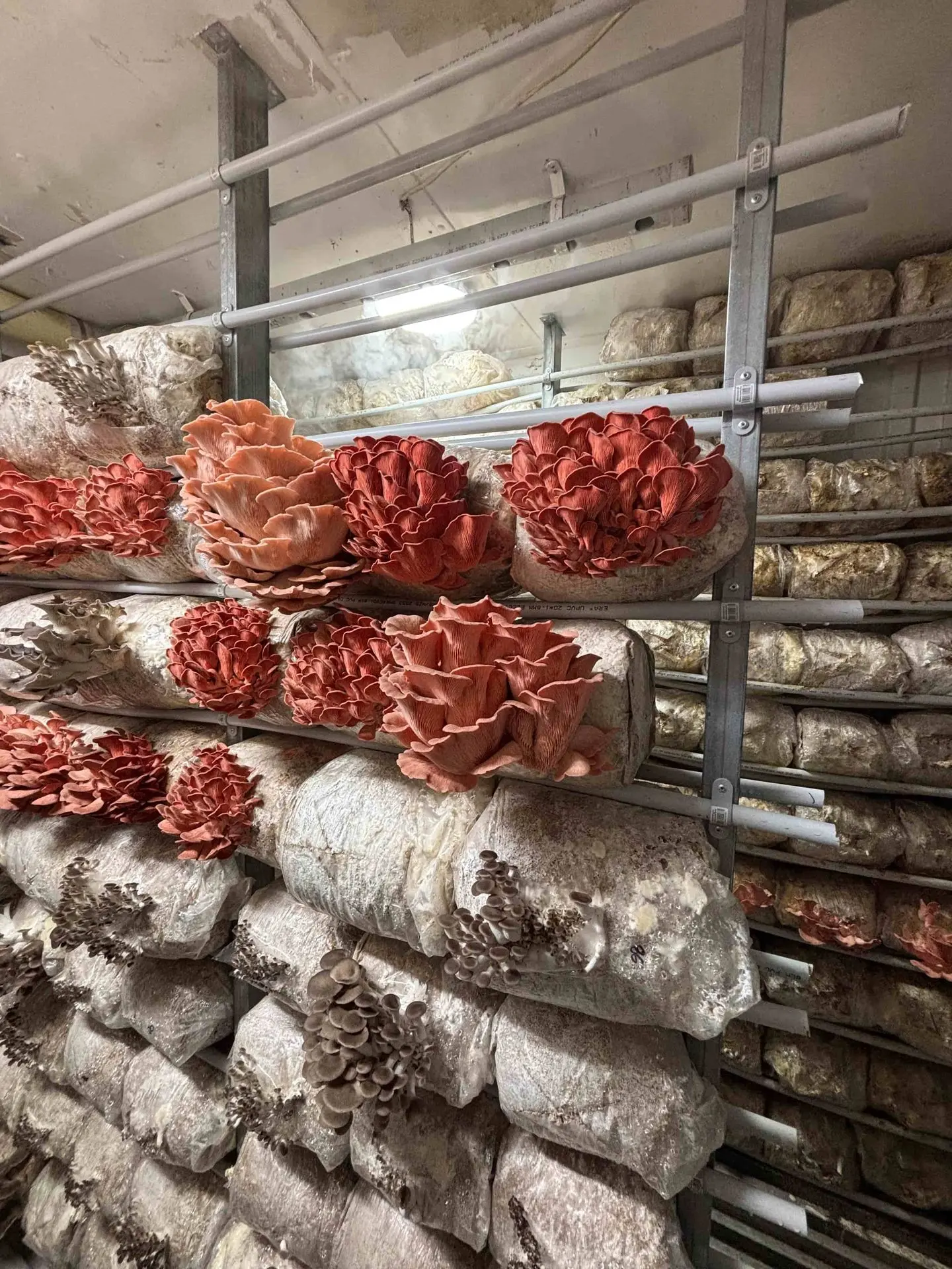 best mushroom grow kit in New Zealand