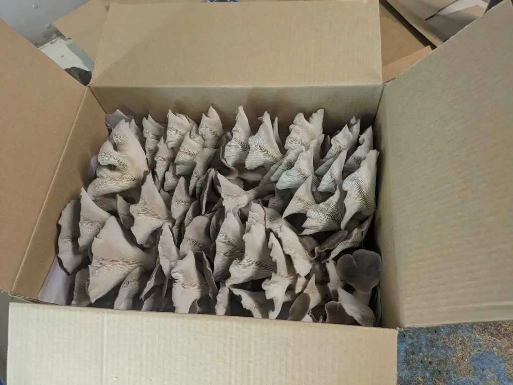 Phoenix Oyster Mushrooms 1kg