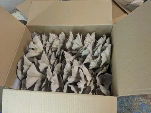 Phoenix Oyster Mushrooms 1kg